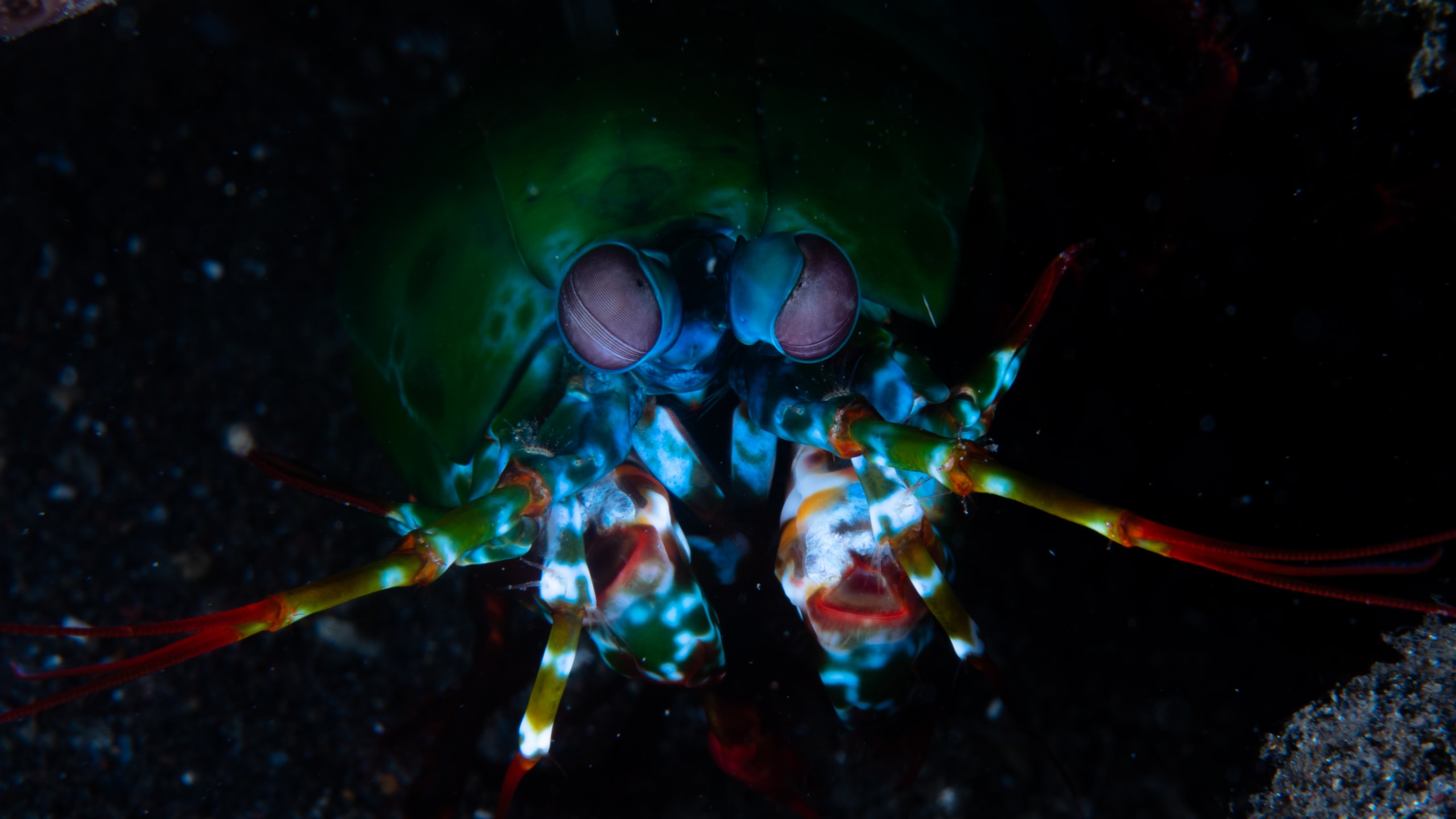 Nusa Penida Diving